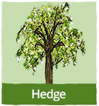 Hedge trees