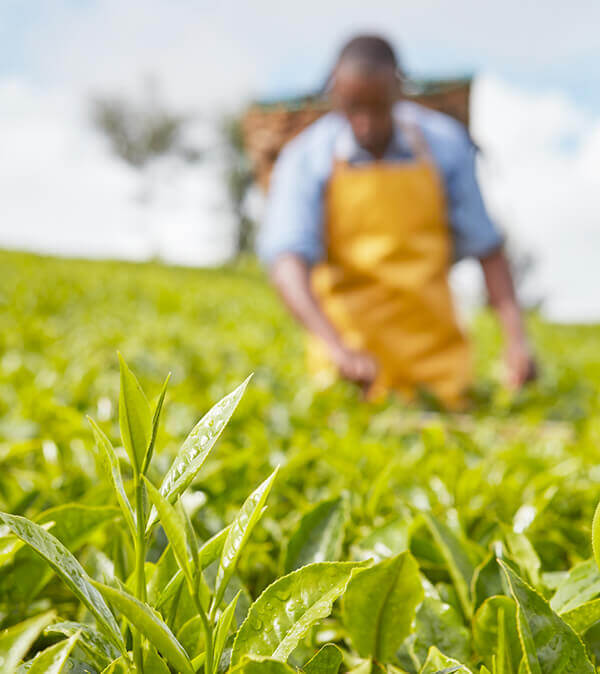 Yorkshire Tea achieves carbon-neutral certification for operations and  products - edie