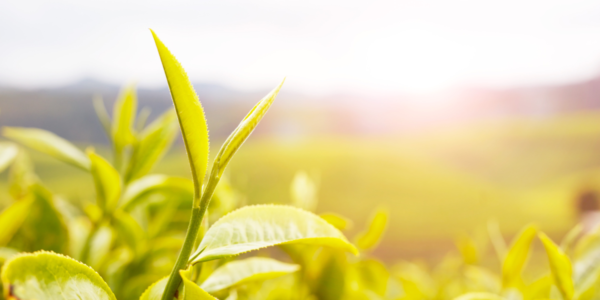 What happens to growers when tea prices go down?