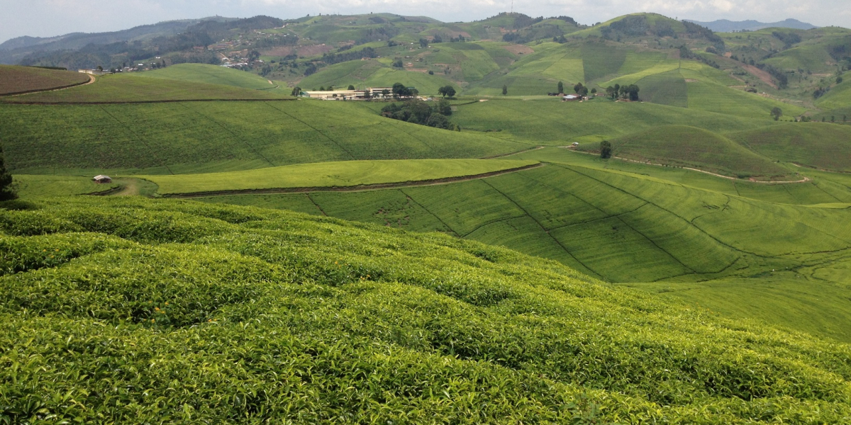 Why is Yorkshire Tea not Fairtrade?